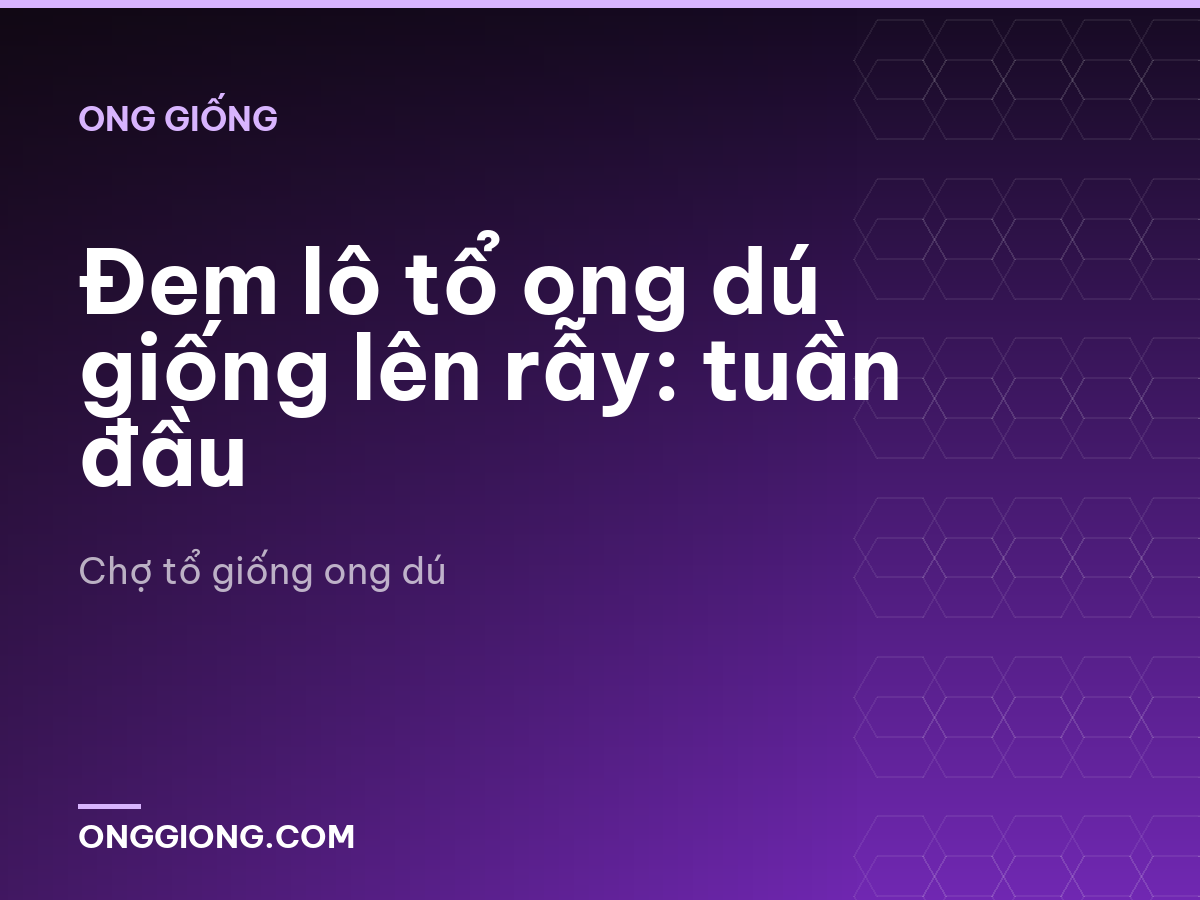 Đem lô tổ ong dú giống lên rẫy: tuần đầu