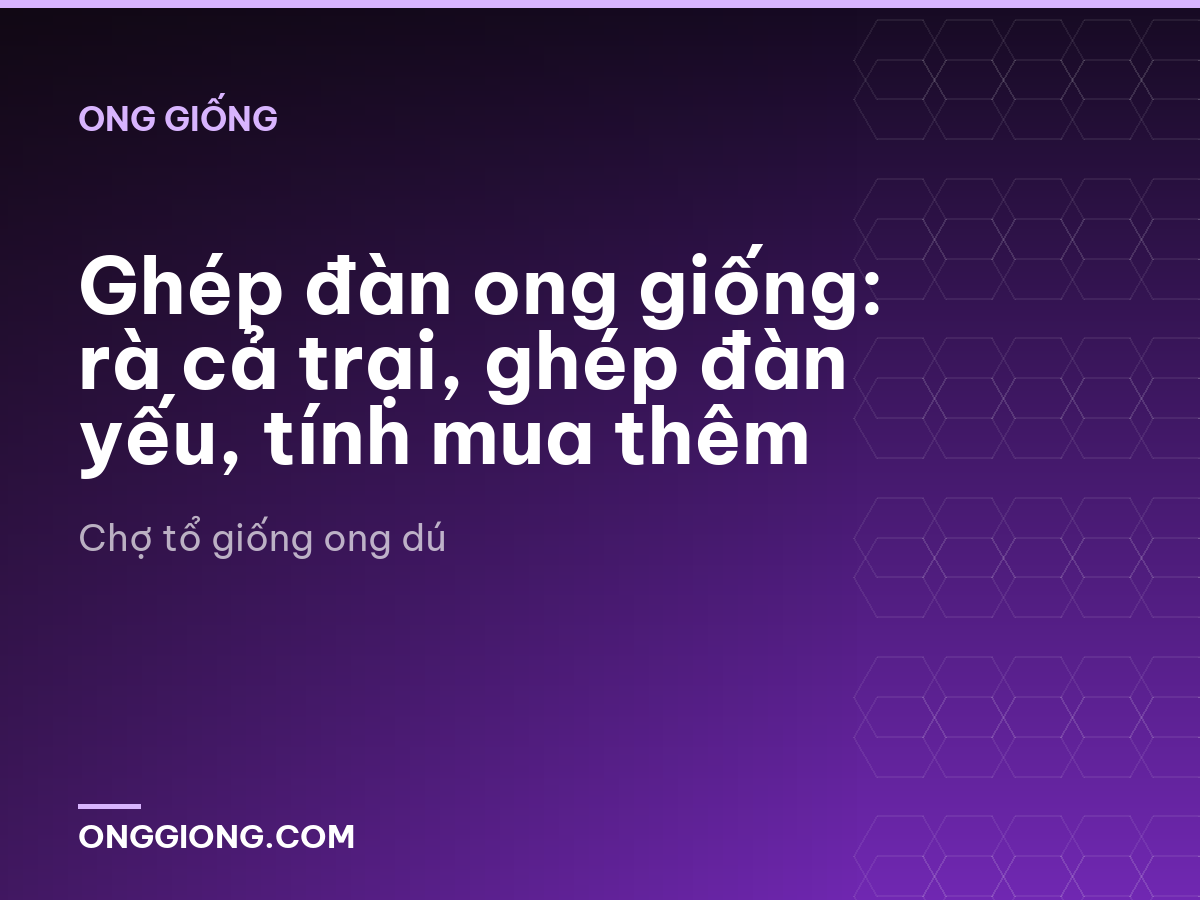 Ghép đàn ong giống: rà cả trại, ghép đàn yếu, tính mua thêm