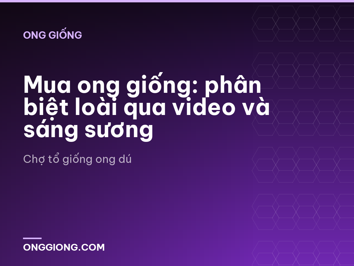Mua ong giống: phân biệt loài qua video và sáng sương