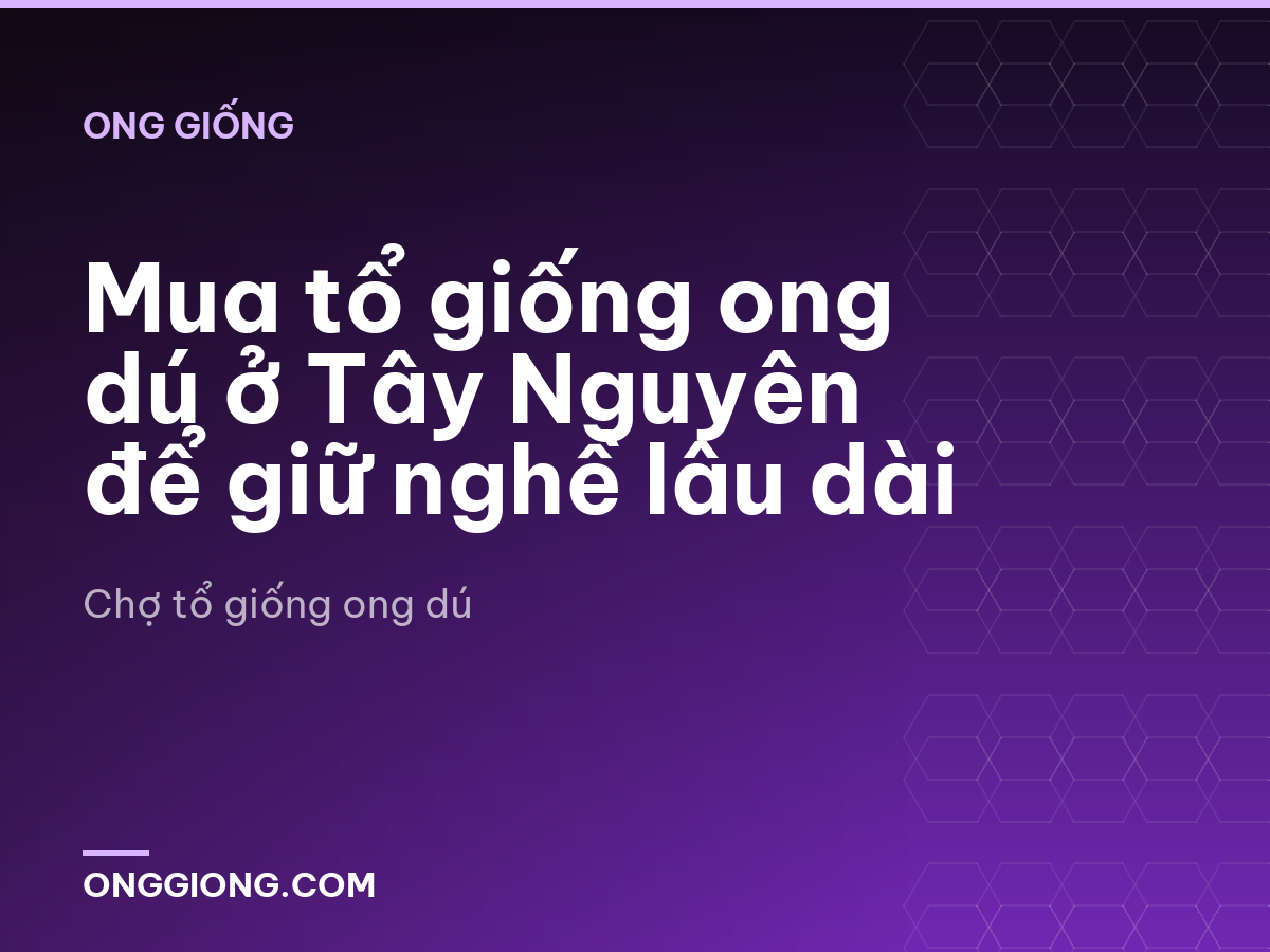 Mua tổ giống ong dú ở Tây Nguyên để giữ nghề lâu dài
