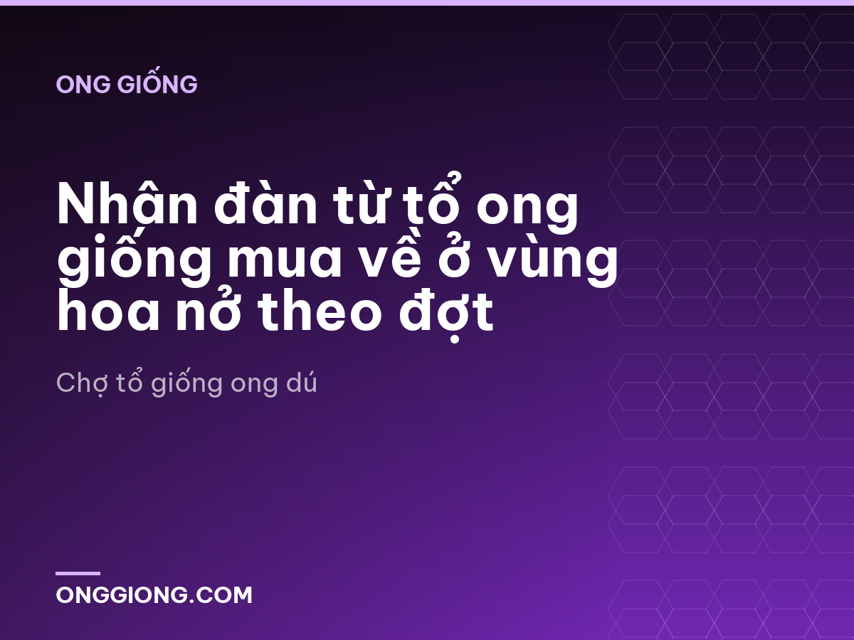 Nhân đàn từ tổ ong giống mua về ở vùng hoa nở theo đợt