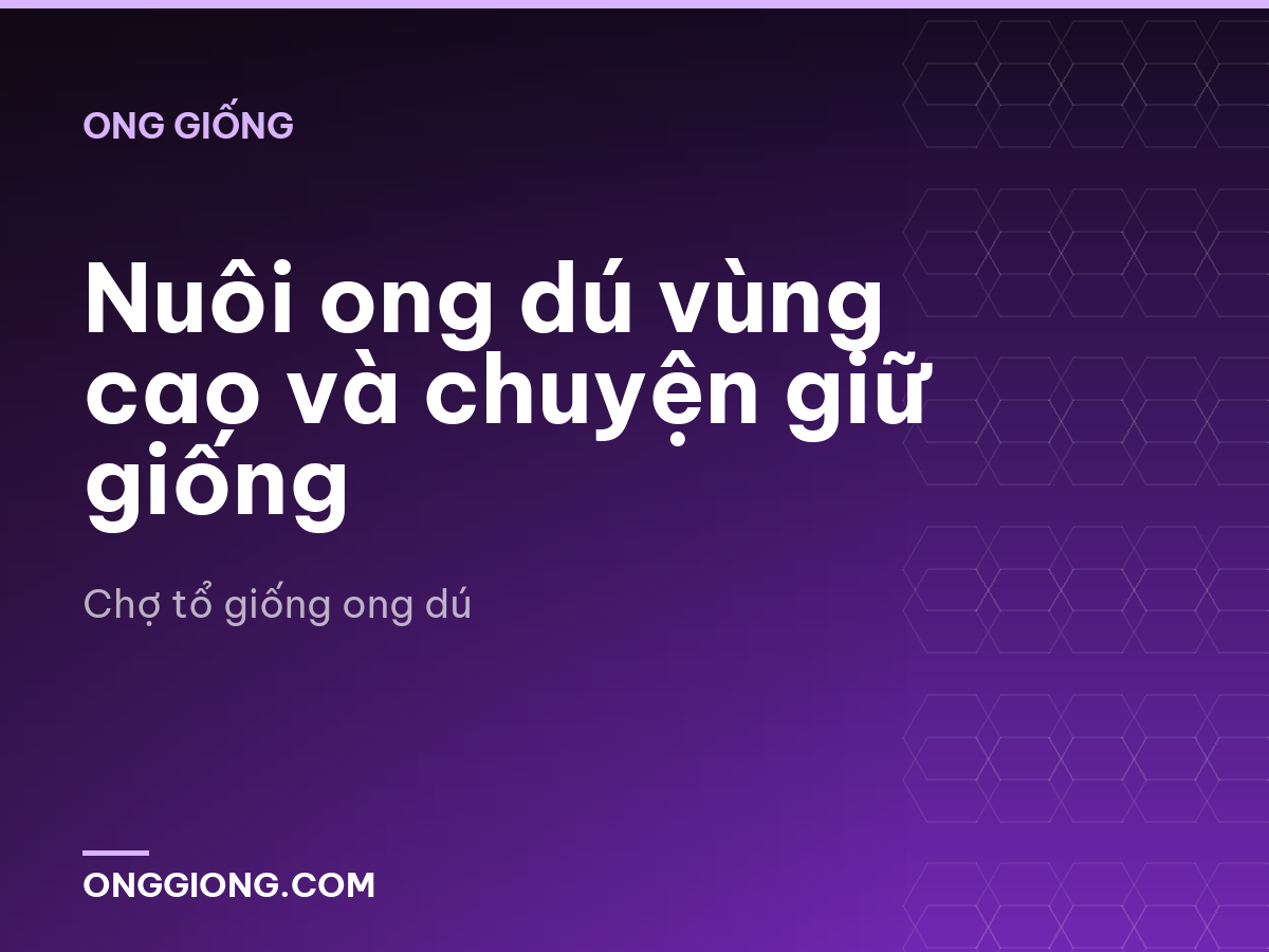 Nuôi ong dú vùng cao và chuyện giữ giống