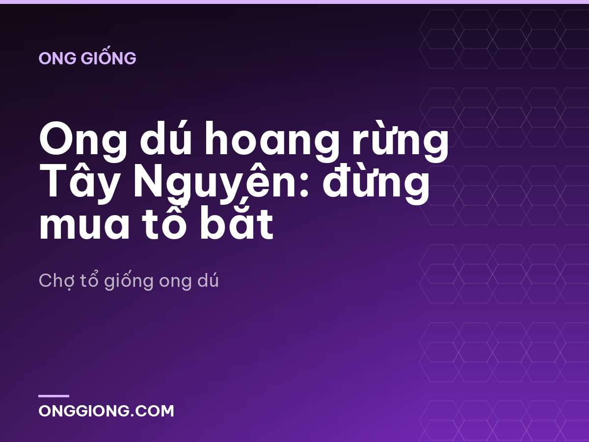 Ong dú hoang rừng Tây Nguyên: đừng mua tổ bắt