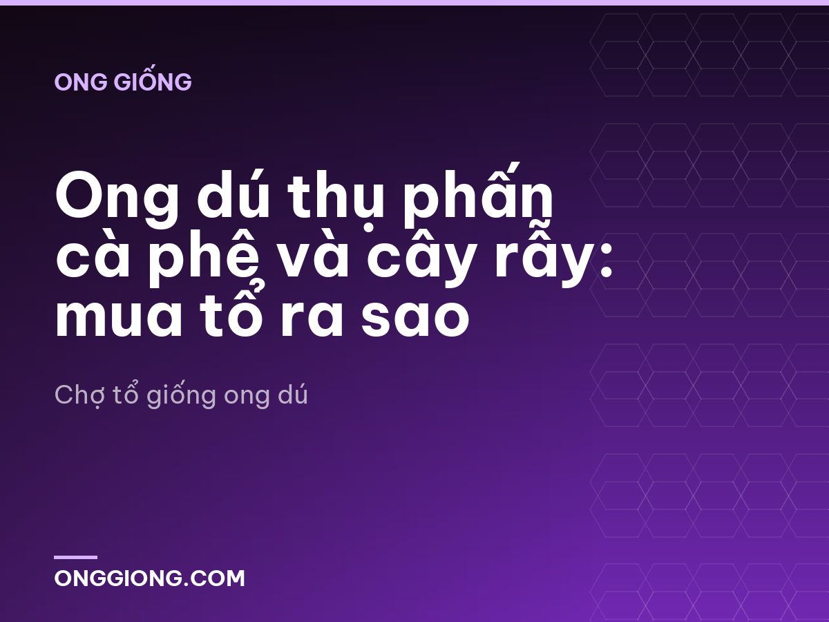 Ong dú thụ phấn cà phê và cây rẫy: mua tổ ra sao