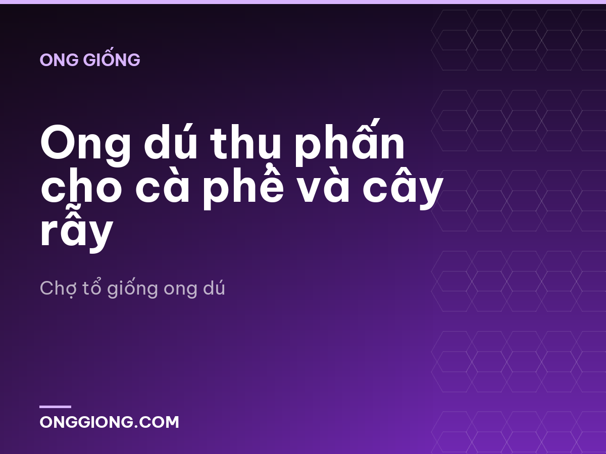 Ong dú thụ phấn cho cà phê và cây rẫy