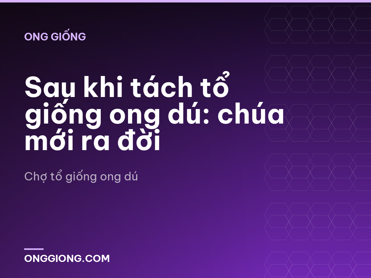 Sau khi tách tổ giống ong dú: chúa mới ra đời