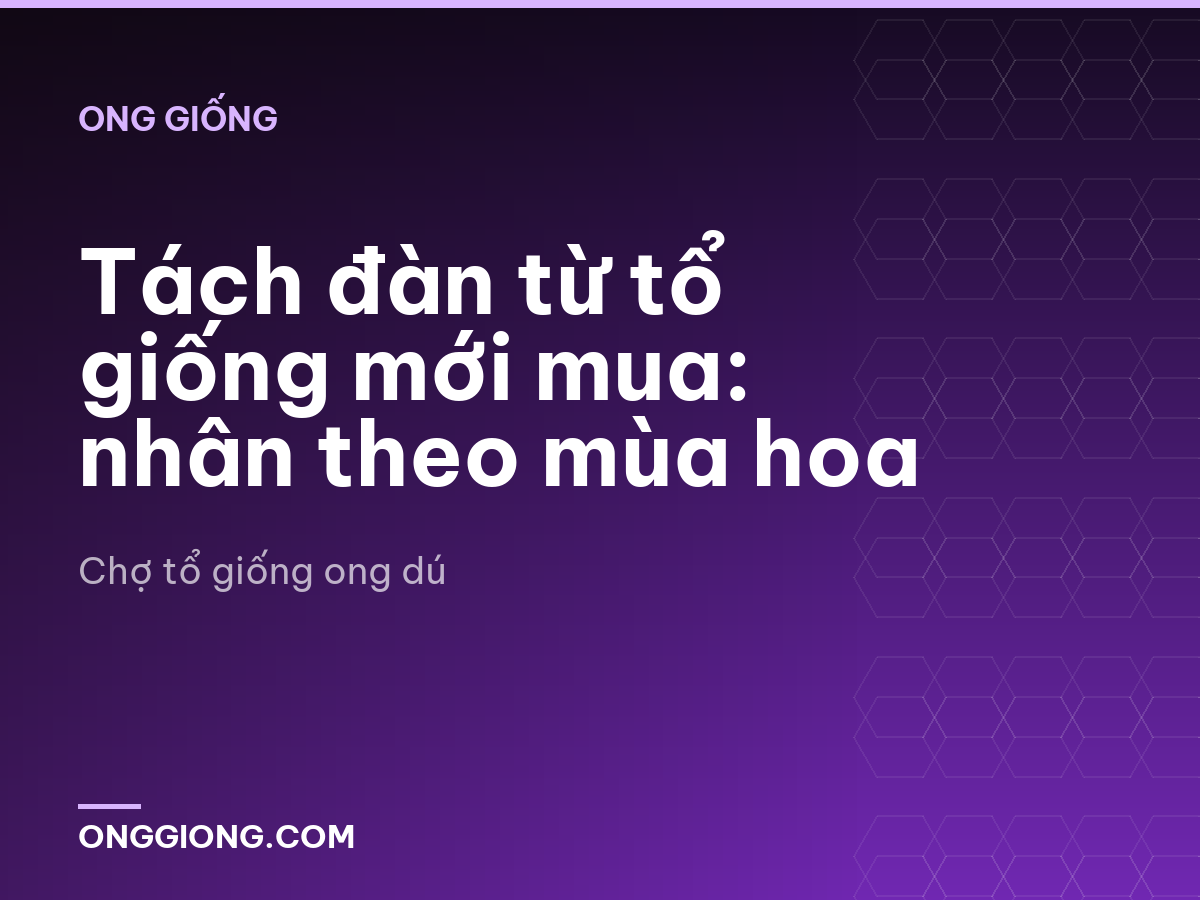 Tách đàn từ tổ giống mới mua: nhân theo mùa hoa