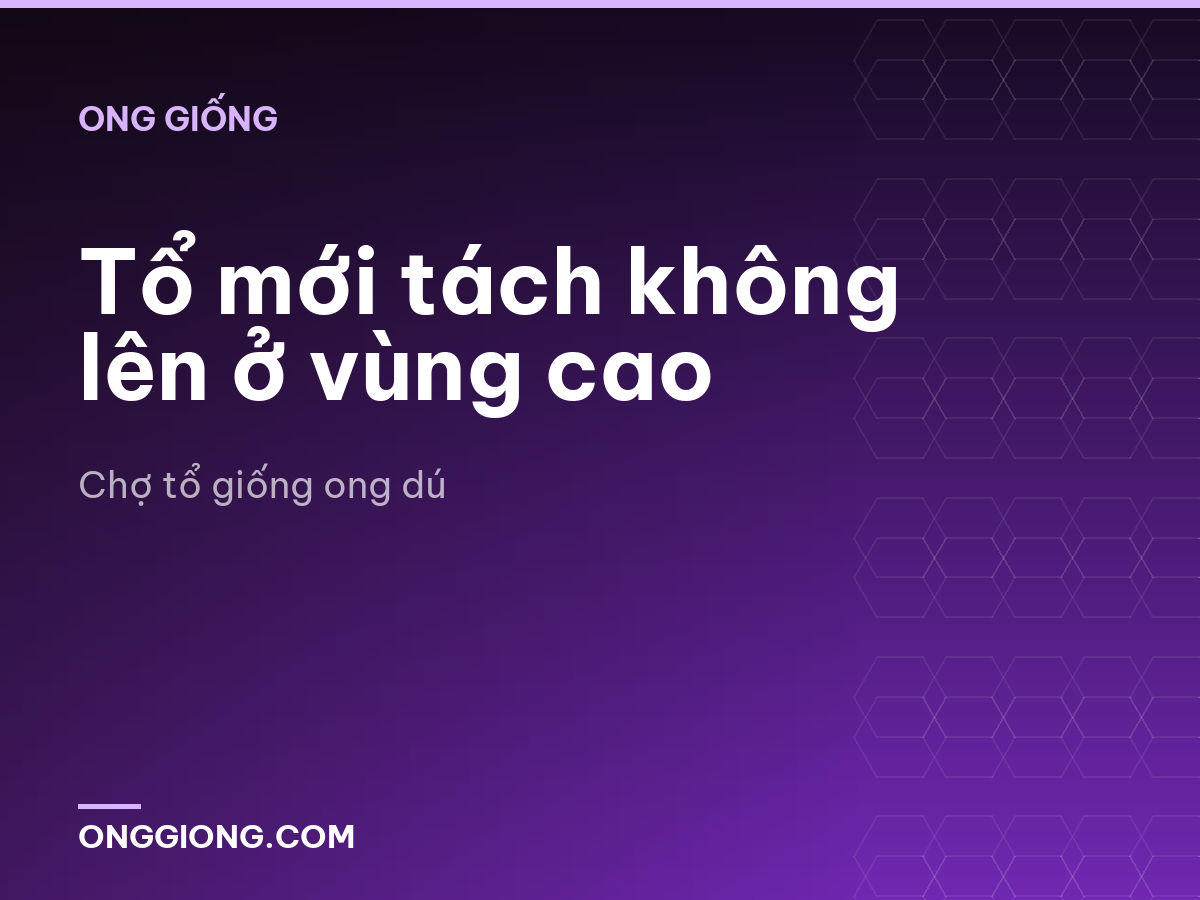 Tổ mới tách không lên ở vùng cao
