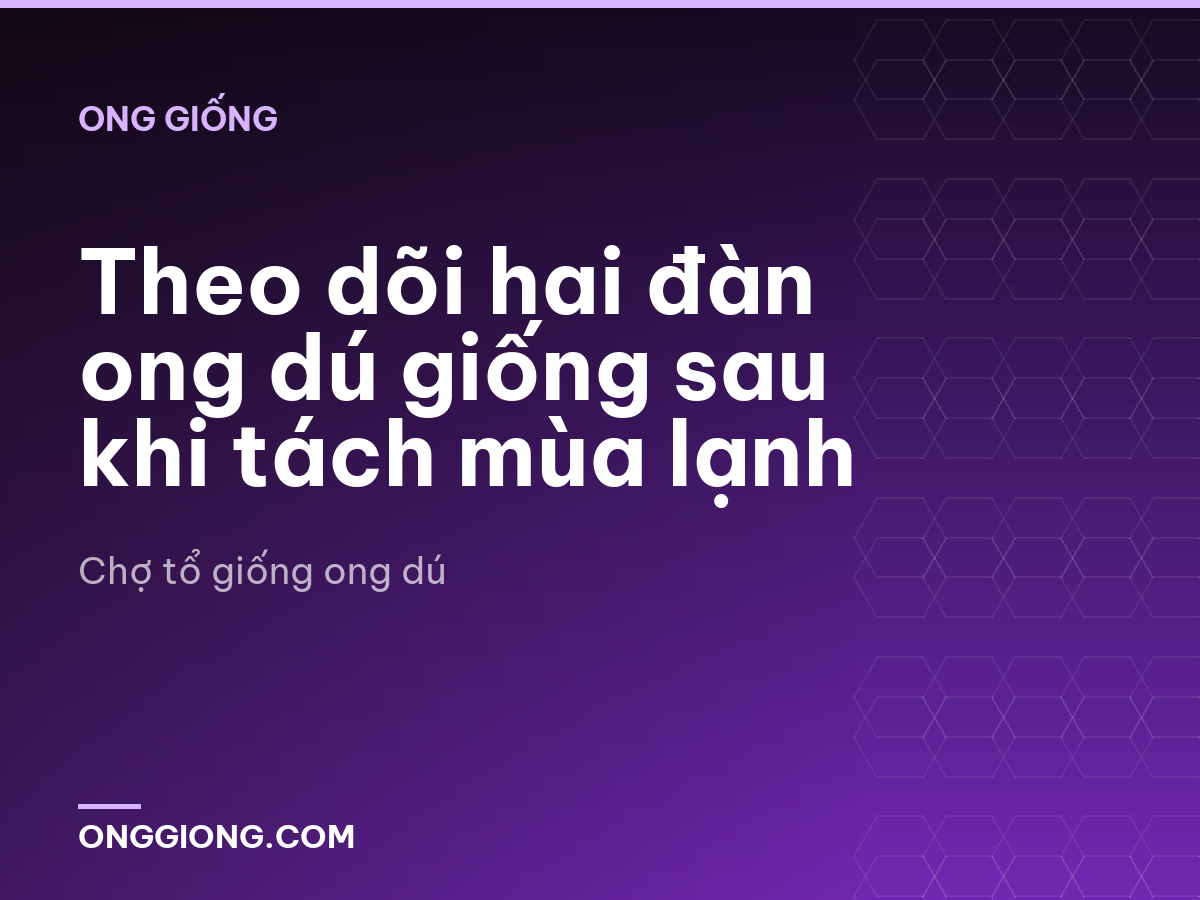 Theo dõi hai đàn ong dú giống sau khi tách mùa lạnh